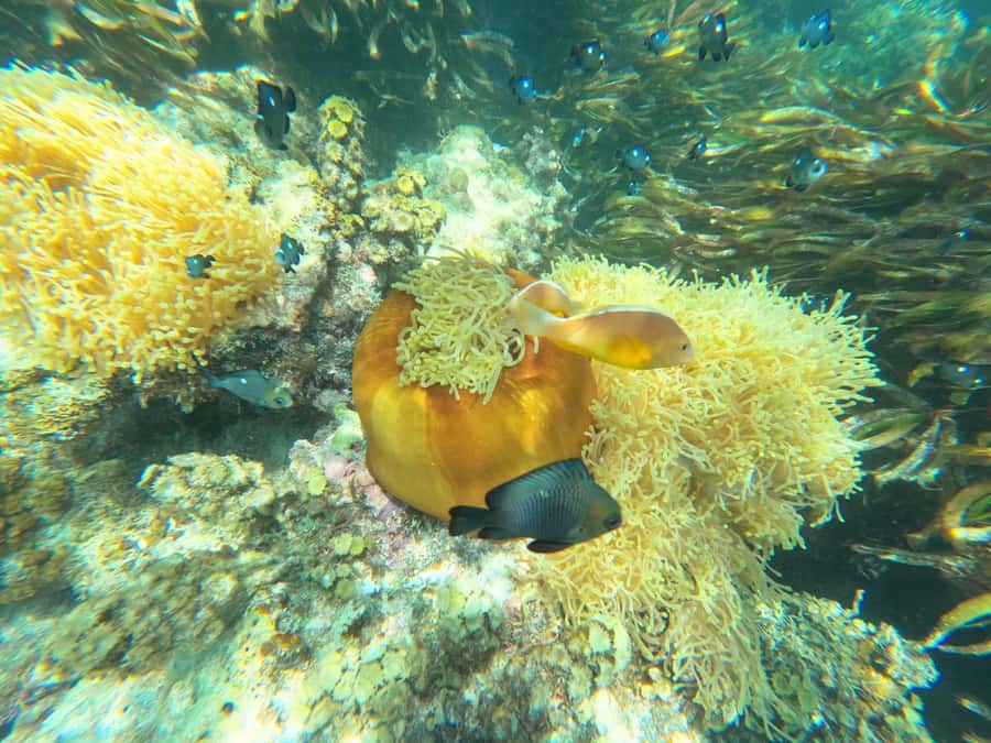 Zanzibar: Blue lagoon, Starfish, Paje Beach and Maalum Cave - Why this south Zanzibar route works