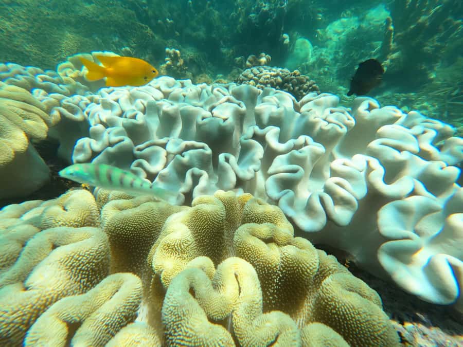 Zanzibar: Blue lagoon, Starfish, Paje Beach and Maalum Cave - What $145 includes and what it does not