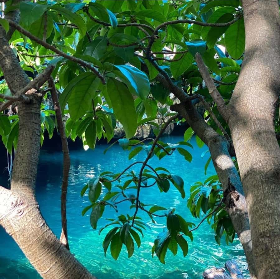 Zanzibar: Blue lagoon, Starfish, Paje Beach and Maalum Cave - Blue Lagoon and Starfish Garden