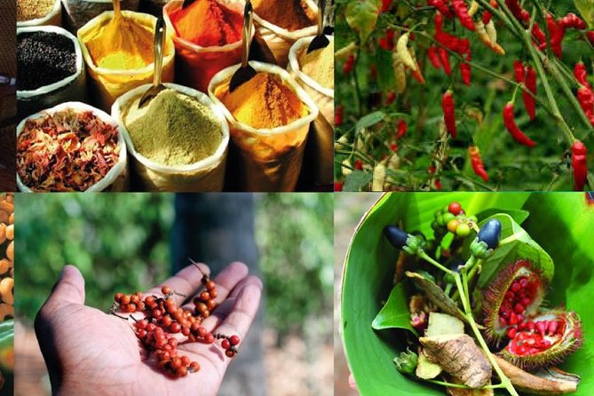 Zanzibar Cooking Class & Spice Tour - Why this Zanzibar food tour is worth considering