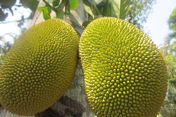 Zanzibar Excursions - The spice farm and the food beneath the surface