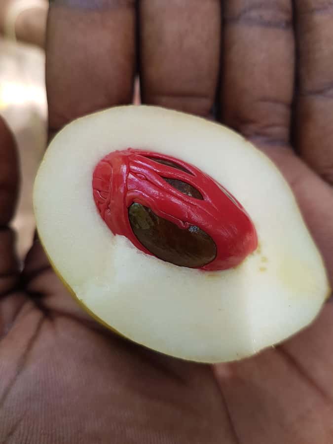 Zanzibar full day Jozani forest + Spice farm and stone town - A spice farm where the plants do the talking