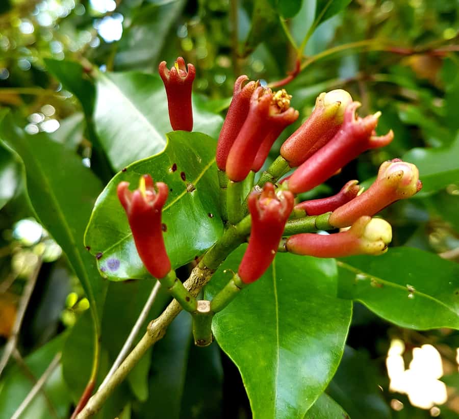 Zanzibar full day Jozani forest + Spice farm and stone town - Should you book it?