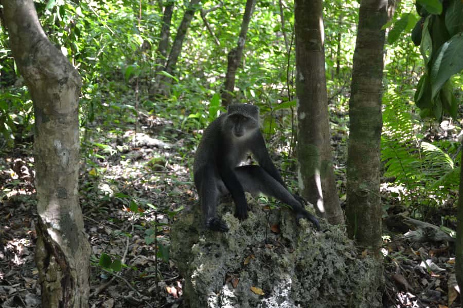 Zanzibar full day Jozani forest + Spice farm and stone town - Crossing the mangroves without damaging them
