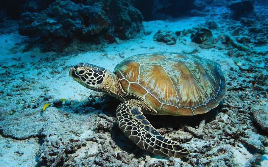 Zanzibar: Jozani Forest, Kuza Cave and Stand Up Paddle Tour - Who should book this Zanzibar tour?