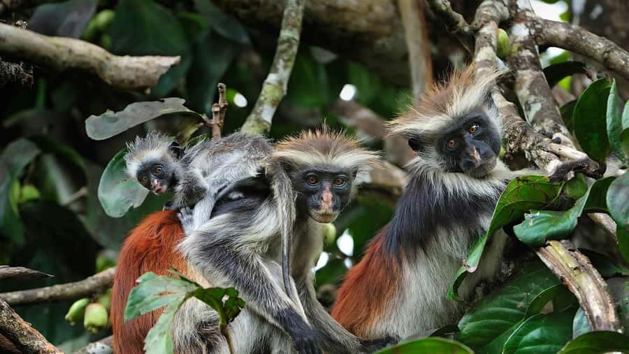 Zanzibar: Jozani Forest, Kuza Cave and Stand Up Paddle Tour - A full southern Zanzibar day from your hotel