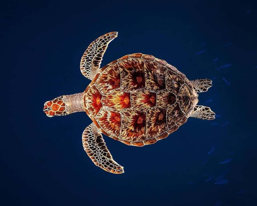 Zanzibar: Jozani Forest, Kuza Cave and Stand Up Paddle Tour - Swimming with sea turtles at Salaam Cave