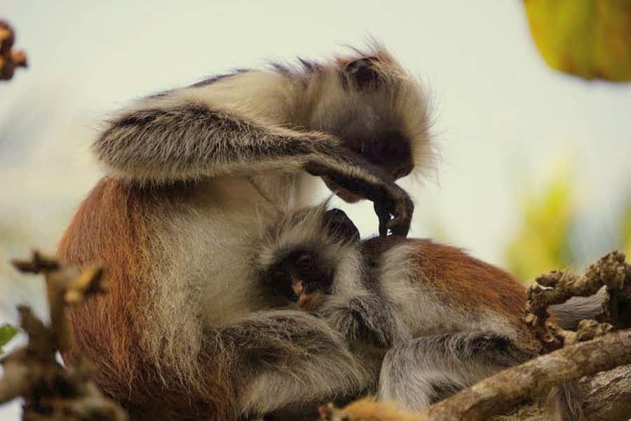 Zanzibar: Jozani Forest, Kuza Cave and Stand Up Paddle Tour - The Rock Restaurant and the cost of the view