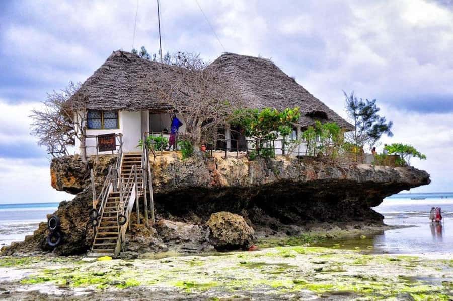 Zanzibar: Jozani Forest, Kuza Cave and Stand Up Paddle Tour - Jozani Forest and Zanzibar’s Red Colobus Monkeys