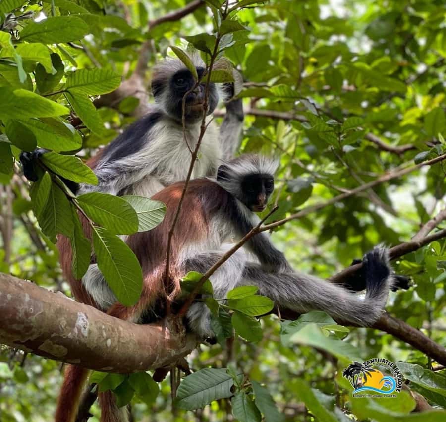 Zanzibar: Jozani Forest, Salaam Cave & The Rock Restaurant - Key points at a glance