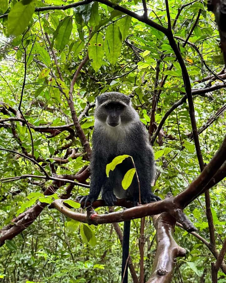 Zanzibar: Jozani Forest, Salaam & Maalum Caves and Sunset - Maalum Cave and the cool freshwater swim