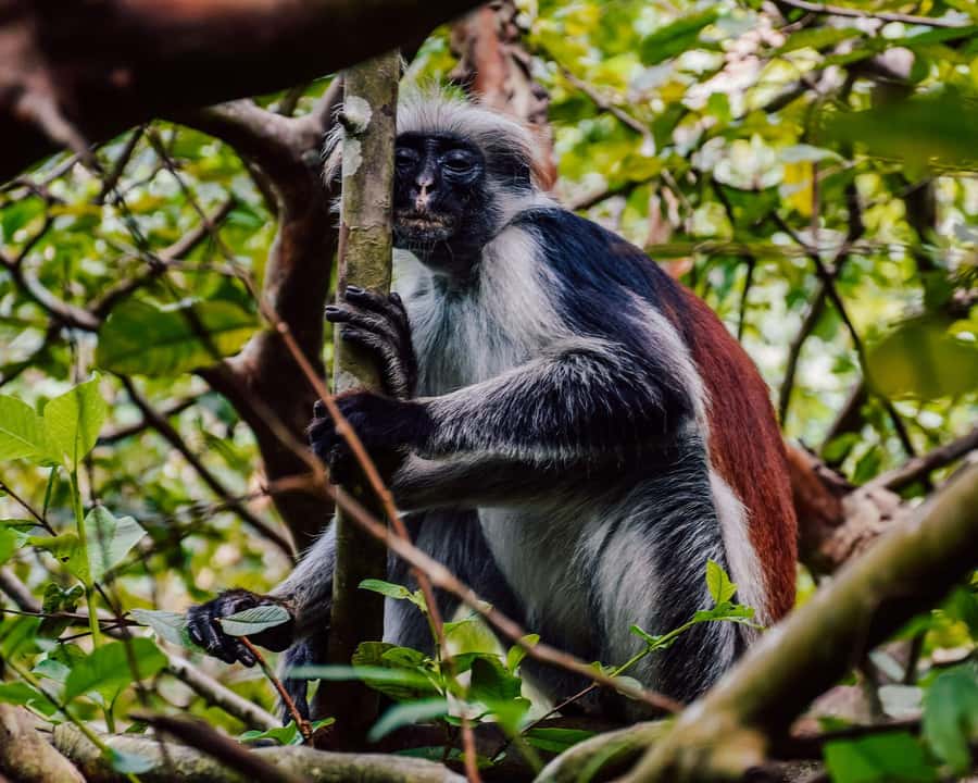 Zanzibar: Jozani Forest & Sea Tortoises Sanctuary Tour - How the Guides Shape the Day