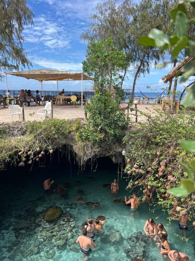 Zanzibar: Jozani Forest & Sea Tortoises Sanctuary Tour - Who Should Book This Tour?