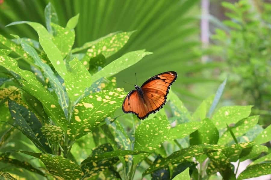 Zanzibar: Jozani forest tour & Spice farm tour with lunch - Transport, timing, and private-group value