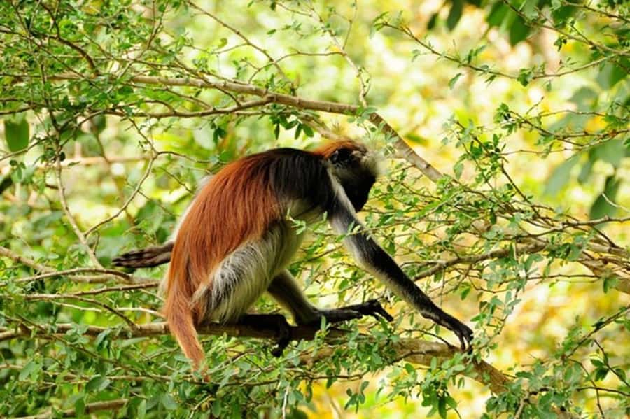 Zanzibar: Jozani forest tour & Spice farm tour with lunch - Starting with villages and spice plots