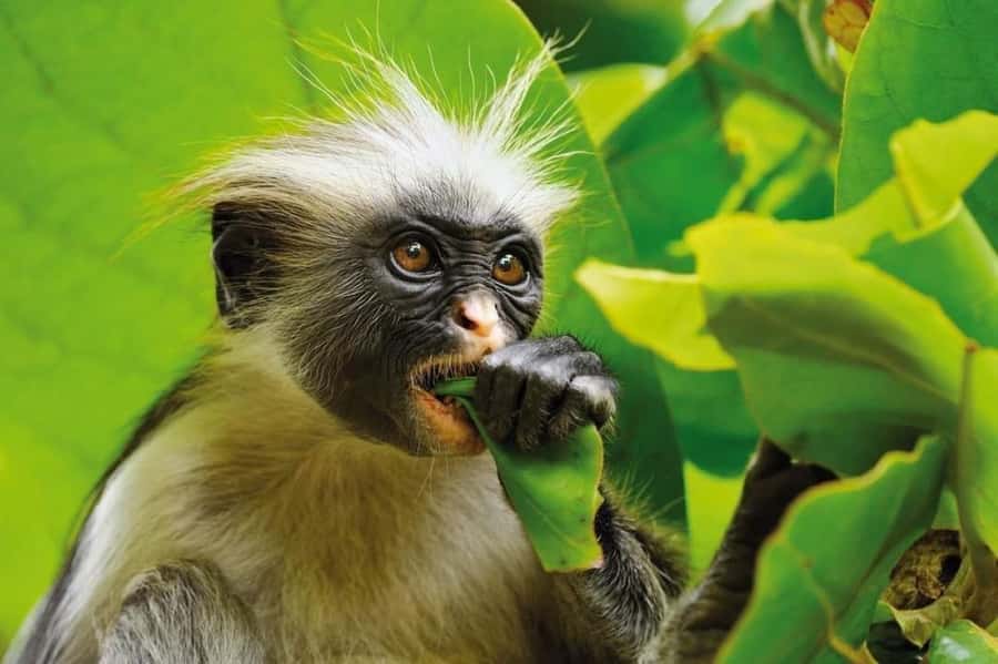 Zanzibar: Jozani nature walk and wildlife tour - Key points to know before booking