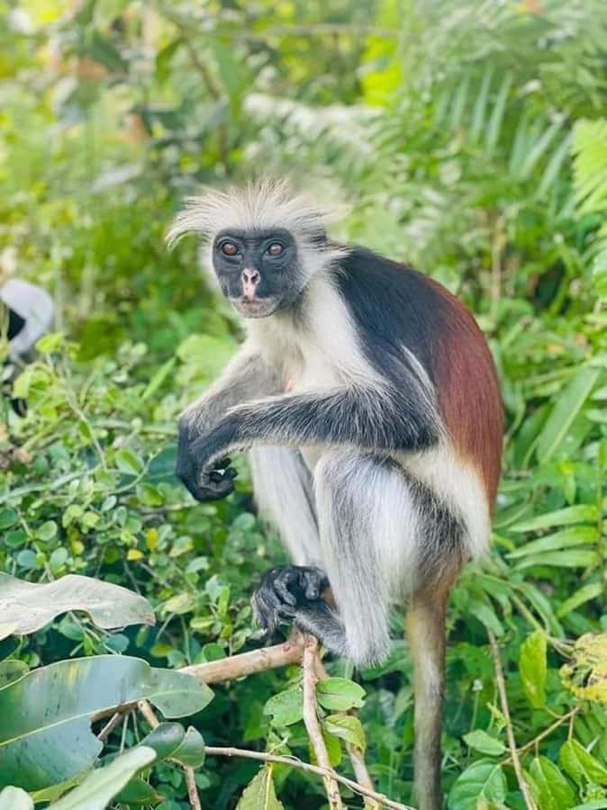 Zanzibar: Jozani nature walk and wildlife tour - Why Jozani Forest is worth your morning