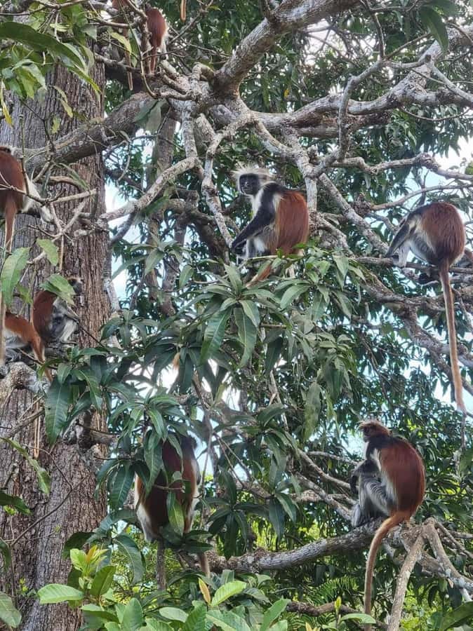 Zanzibar: Jozani nature walk and wildlife tour - Following the forest trails for about an hour