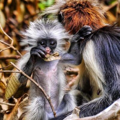 Jozani nature walk and wildlife tour