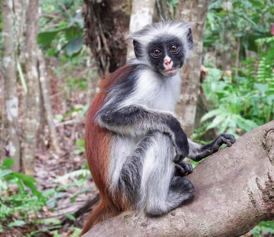 Zanzibar: Jozani nature walk and wildlife tour - A short change of scene in the mangroves