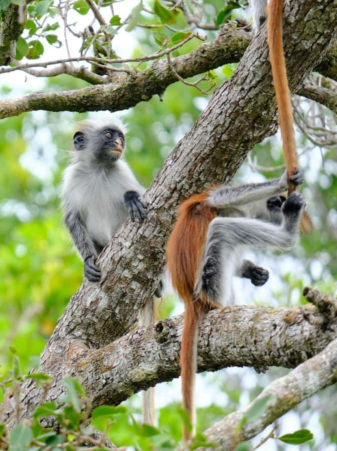 Zanzibar: Jozani nature walk and wildlife tour - How hard is the walk?