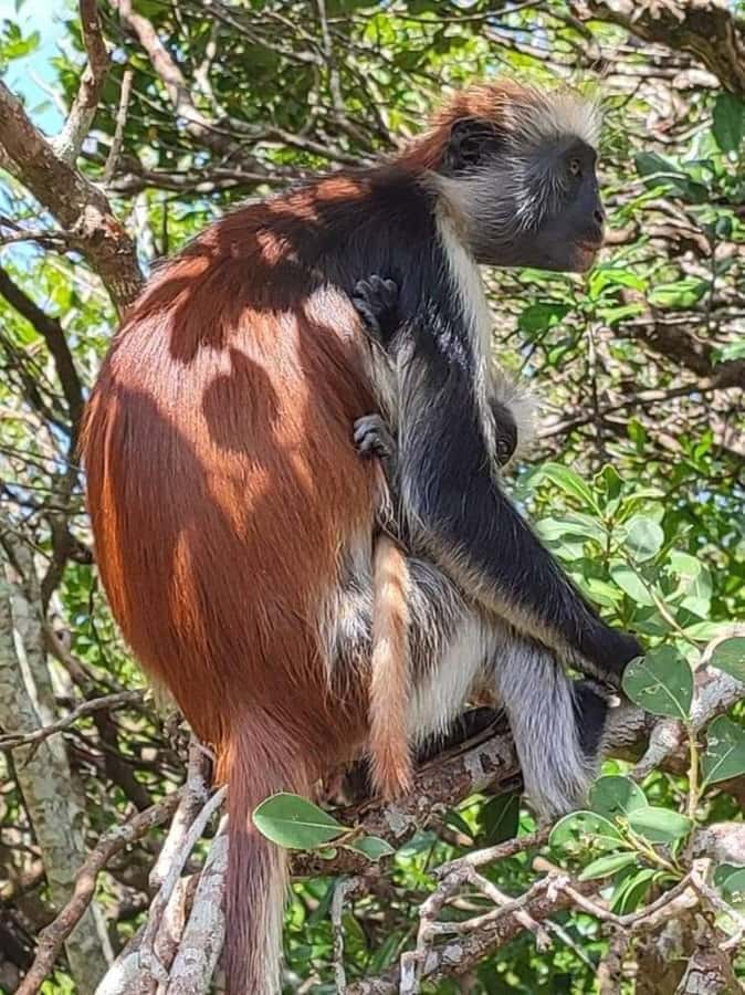 Zanzibar: Jozani nature walk and wildlife tour - Who will enjoy this outing most?