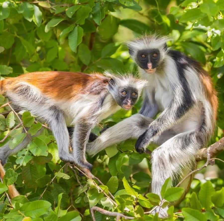 Zanzibar: Jozani nature walk and wildlife tour - Booking details that matter