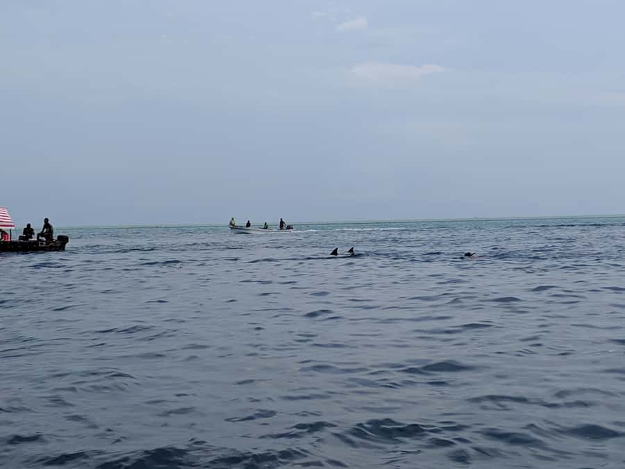 Zanzibar: Mnemba Atoll Marine Reserve Snorkeling Tour - Should you book the Mnemba Atoll tour?