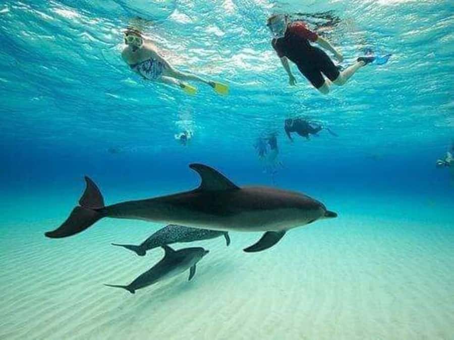 ZANZIBAR : Mnemba Dolphin and Snorkeling Tour - Snorkeling around Mnemba’s protected reefs