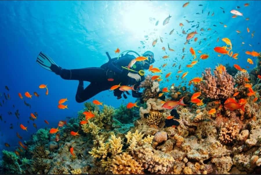 ZANZIBAR : Mnemba Dolphin and Snorkeling Tour - Safety, comfort, and who should skip it