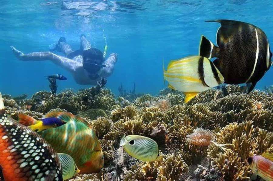 ZANZIBAR : Mnemba Dolphin and Snorkeling Tour - Dolphin watching near Mnemba Atoll