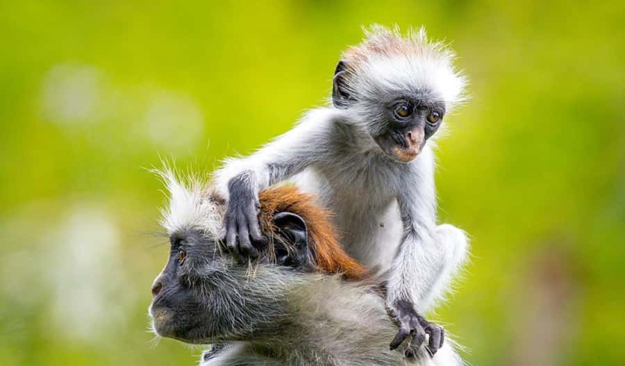 Zanzibar: Mnemba Island Atoll Guided Day Trip - Key points to know before booking