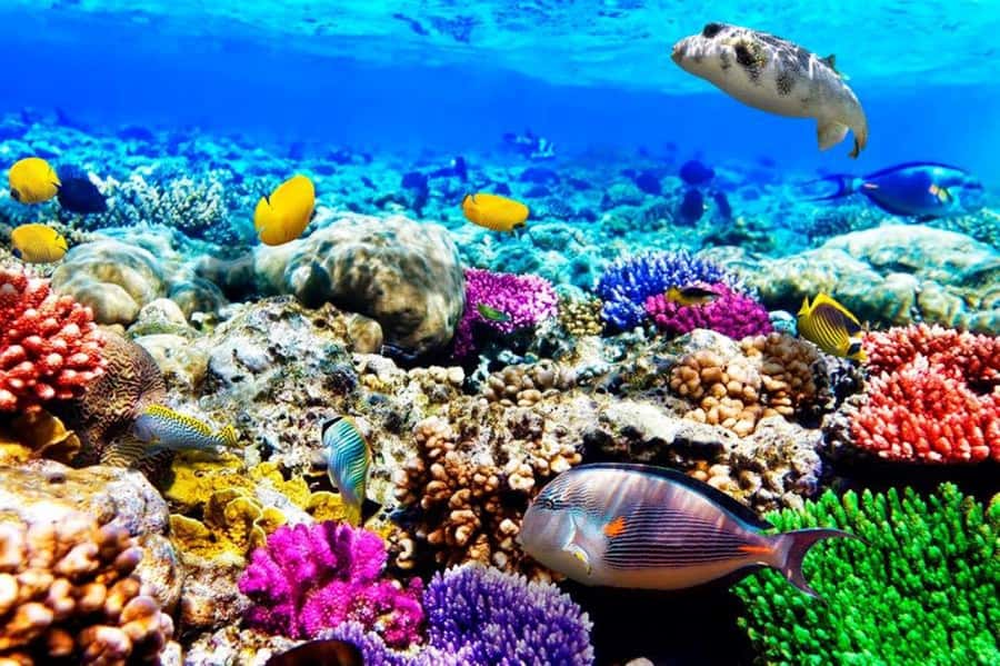 Zanzibar: Mnemba Island Atoll Guided Day Trip - Mnemba Atoll starts the day with sea, sand, and dolphins