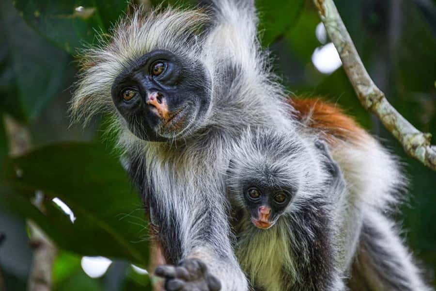 Zanzibar: Mnemba Island Atoll Guided Day Trip - Jozani Forest and Zanzibar’s red colobus monkeys