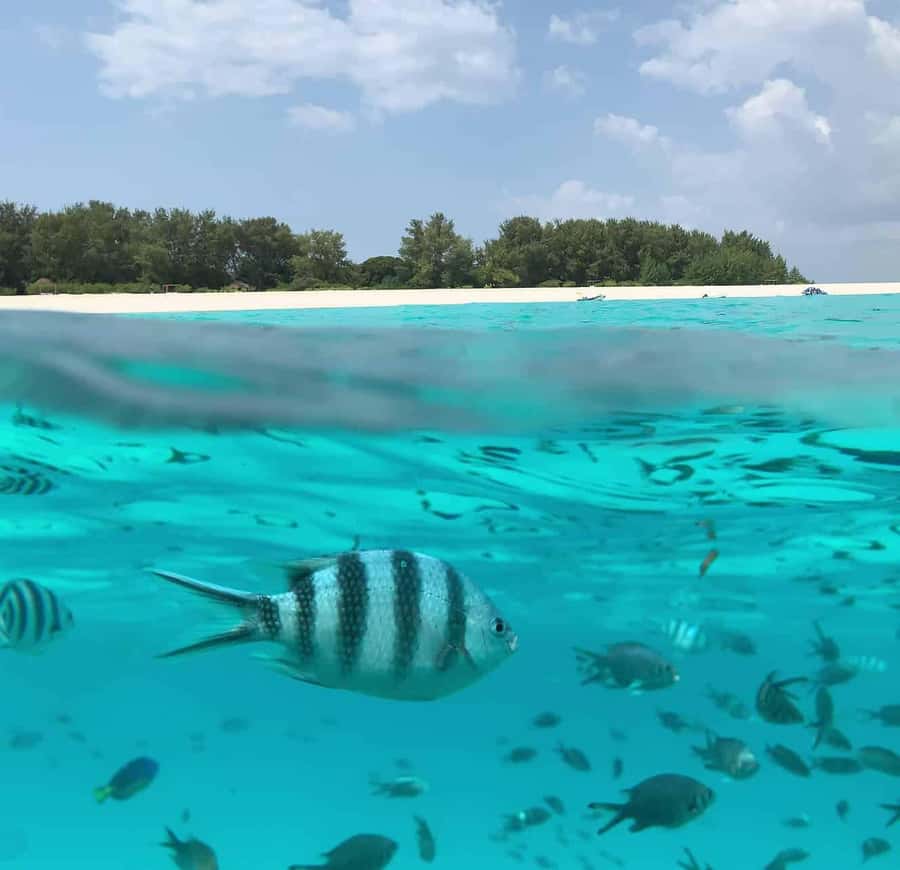 Zanzibar: Mnemba Island&Dolphin Swim With Optional Lunch - Boats, pickup, and the return along Zanzibar’s coast