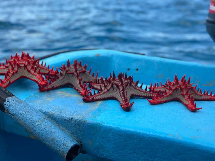 Zanzibar: Mnemba Island&Dolphin Swim With Optional Lunch - Should you book the Mnemba dolphin swim?