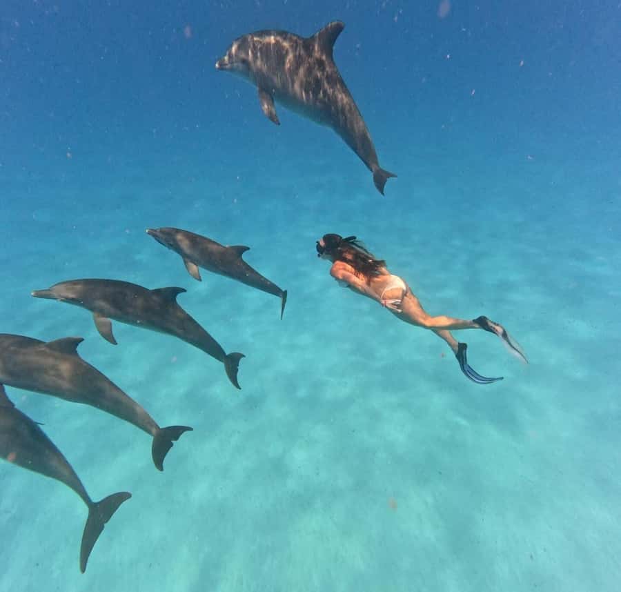 Zanzibar: Mnemba Island&Dolphin Swim With Optional Lunch - The dolphin stop requires realistic expectations