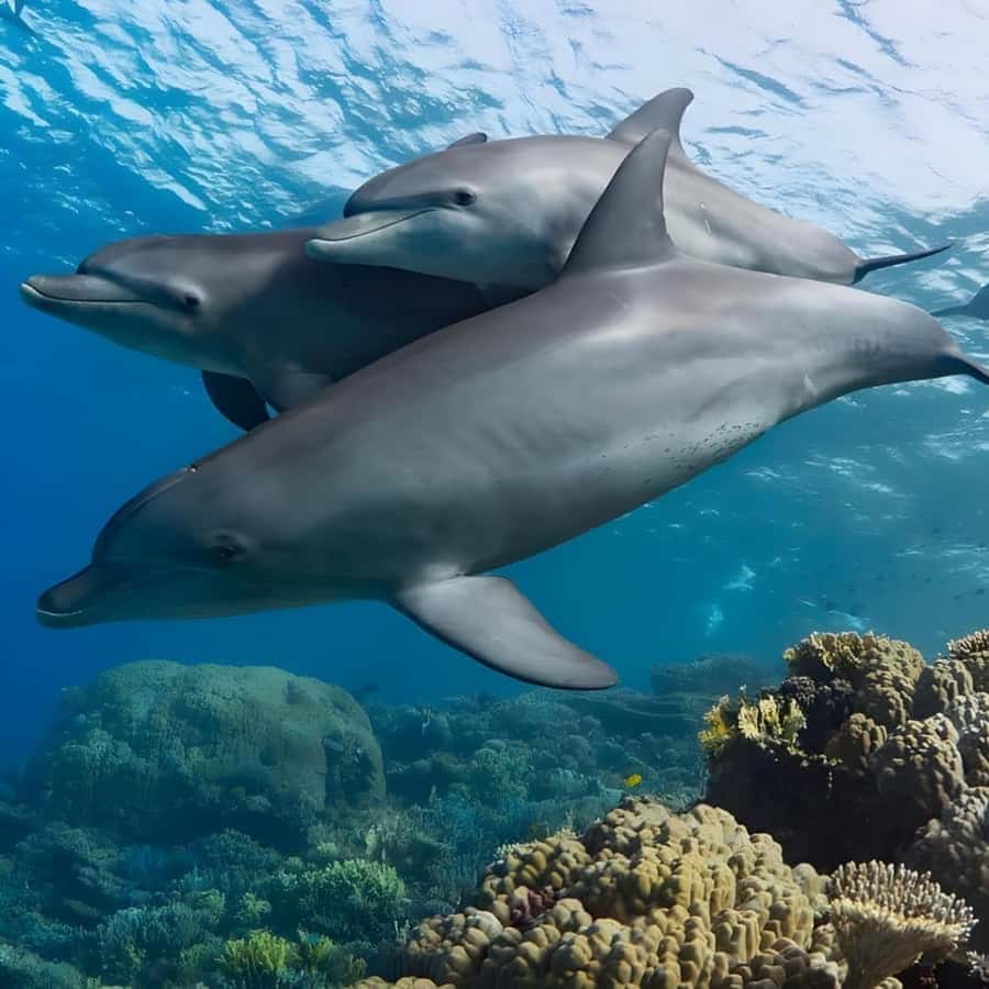 Zanzibar: Mnemba Island & Jozani Forest Tour with Turtles - Key points to know before booking