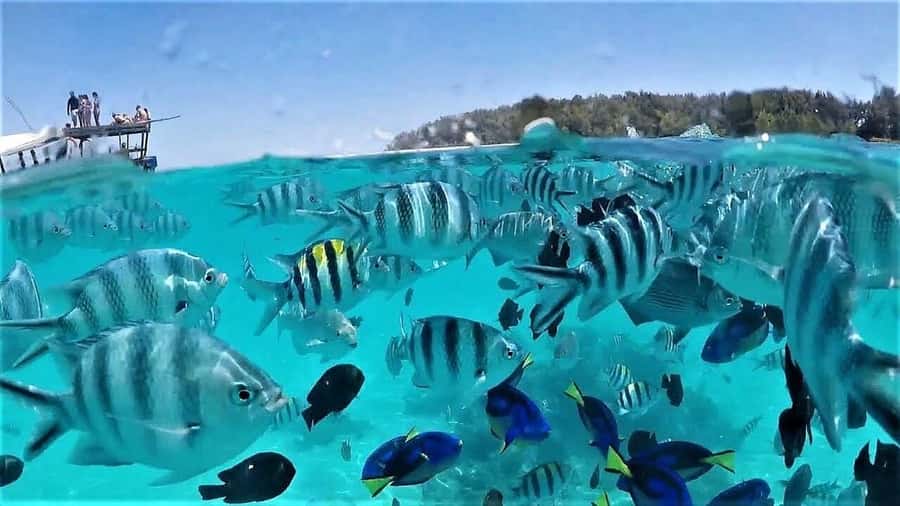 Zanzibar: Mnemba Island & Jozani Forest Tour with Turtles - Jozani Forest and Zanzibar’s red colobus monkeys