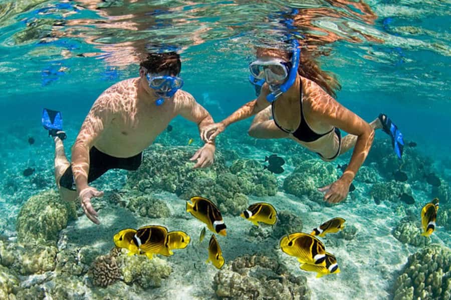 Zanzibar: Mnemba Island & Jozani Forest Tour with Turtles - Guides, drivers, and the private-group difference