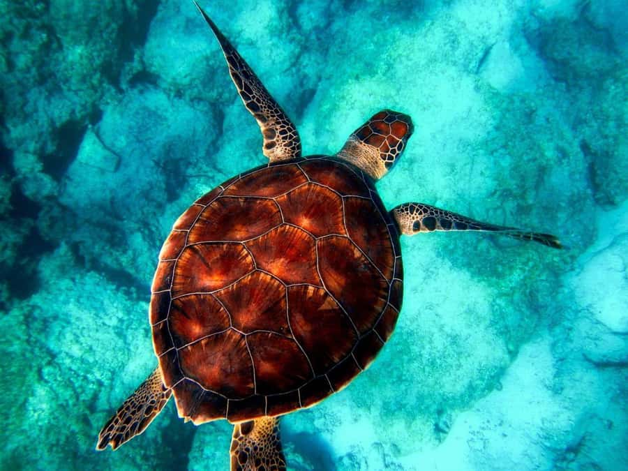 Zanzibar: Mnemba Island, Prison Island and Salaam Cave Tour - A big Zanzibar day for $150