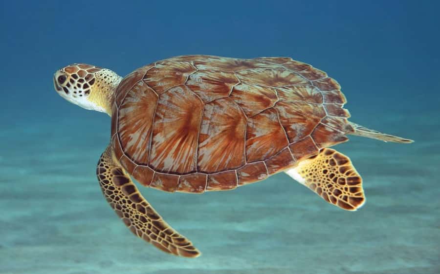 Zanzibar: Mnemba Island, Prison Island and Salaam Cave Tour - Snorkeling and the limits of the sea stop