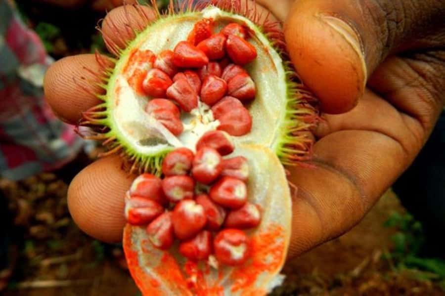 Zanzibar: Mnemba Island, Prison Island and Salaam Cave Tour - The pace, transport and practical details