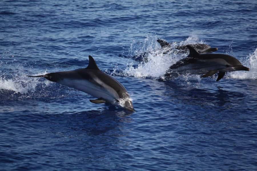Zanzibar: Mnemba Island Snorkeling and Dolphin Tour - Key points at a glance