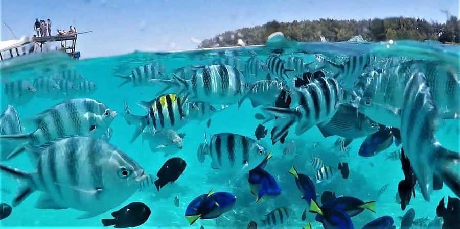 Zanzibar: Mnemba Island Snorkeling and Dolphin Tour - From your hotel to Muyuni Beach