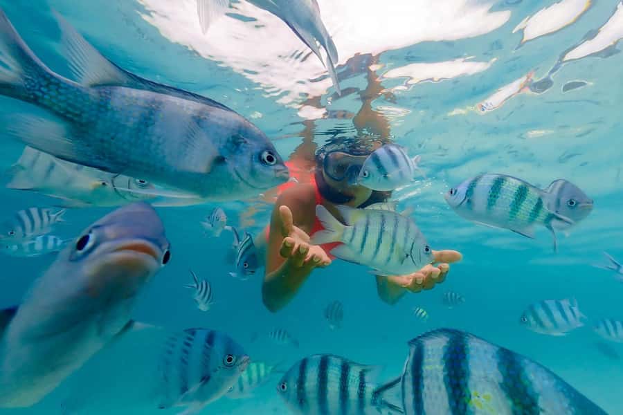 Zanzibar: Mnemba Island Snorkeling and Dolphin Tour - Snorkeling around Mnemba Atoll