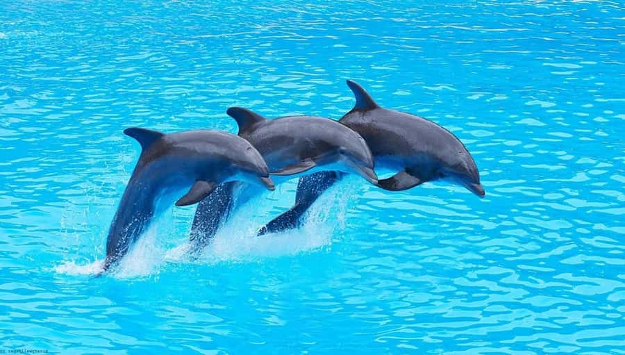 Zanzibar: Mnemba Island Snorkeling and Dolphin Tour - The early dolphin search near Muyuni