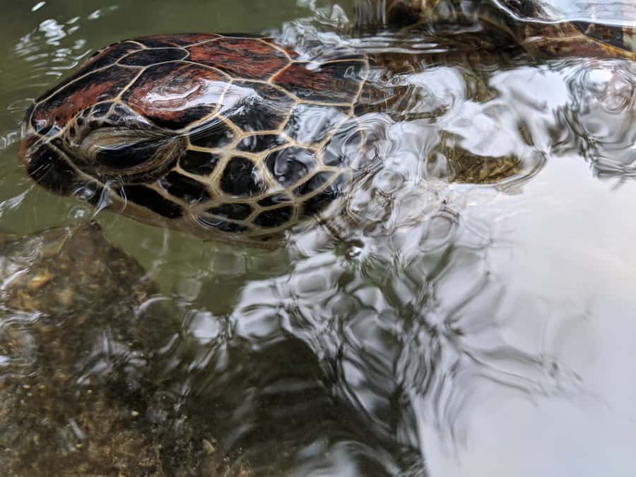 Zanzibar: North Coast and Turtle Sanctuary Tour - Is $112 a fair price?