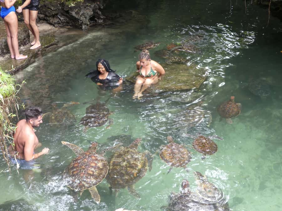 Zanzibar: North Coast and Turtle Sanctuary Tour - Should you book the Nungwi turtle and dhow tour?