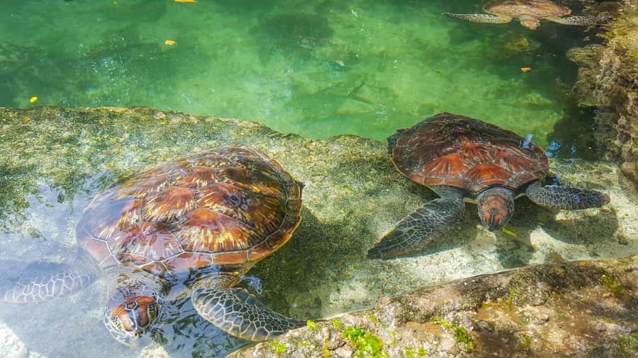 Zanzibar: Nungwi Turtle Aquarium Guided Half-Day Trip - What the Nungwi turtle experience is really like